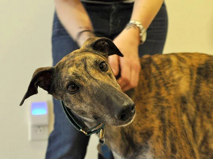 Rescue Dog Loves Baby Greyhound Racing Mosley Lucas 15