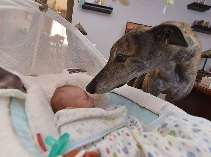 Rescue Dog Loves Baby Greyhound Racing Mosley Lucas 5
