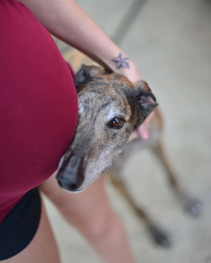 Rescue Dog Loves Baby Greyhound Racing Mosley Lucas 9