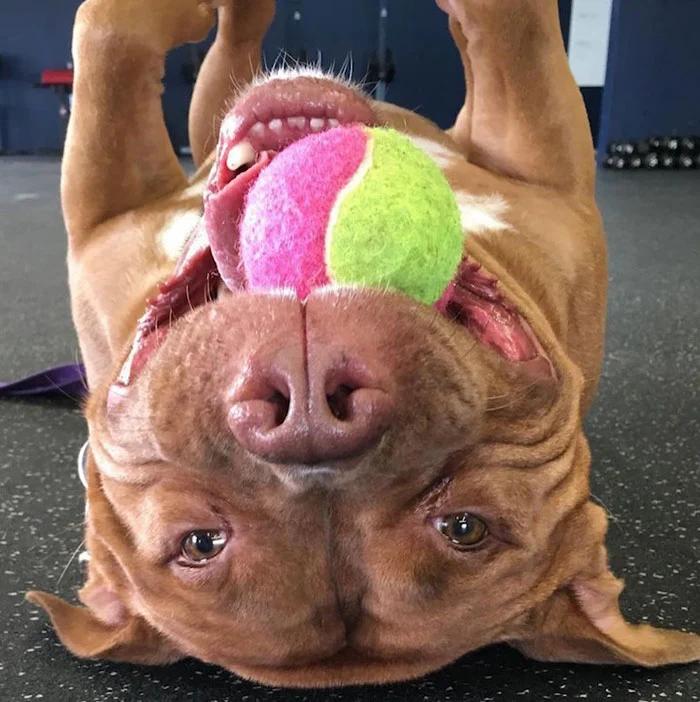 Rescued Smiling Pitbull Meaty 2