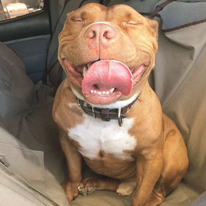 Rescued Smiling Pitbull Meaty 21