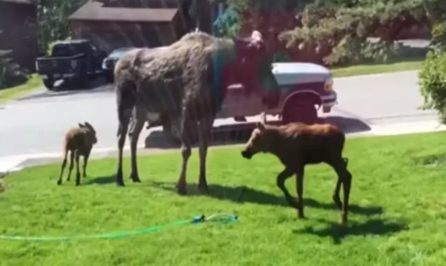 Moose family sees sprinkler and heartfelt time ensues