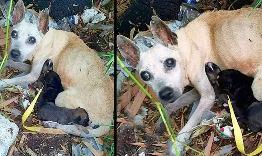In spite of she is blind and weak, a mother dog attempts to protect and assist her babies in abandoned forest