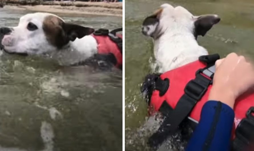 A Brave Dog Jumps Into The Water As He Sees A Boy Being Carried Away By The Current