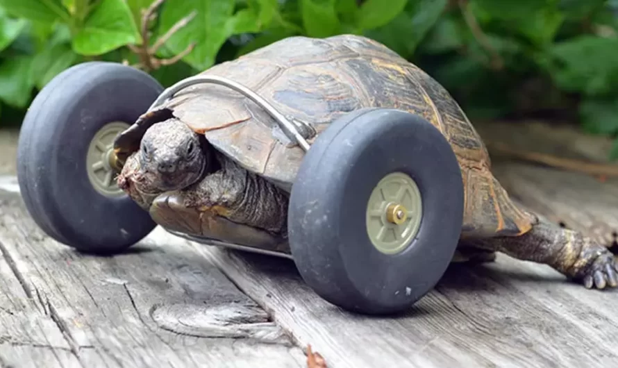 90-Year-Old Turtle Whose Legs Were Eaten By Rats Gets Prosthetic Tires And Goes Twice As Fast