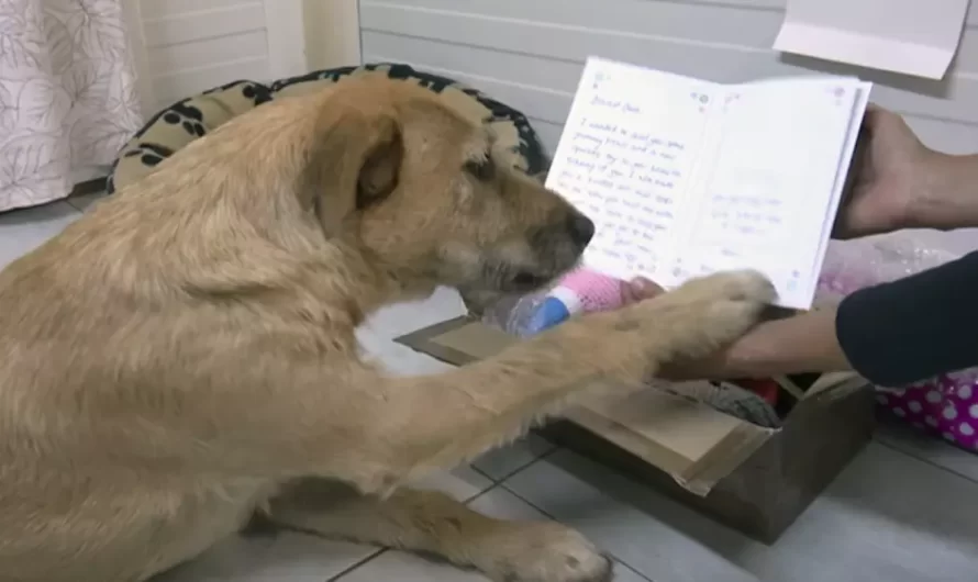 Sad Shelter Dog Gets Sweet Letter From Adoptive Mother