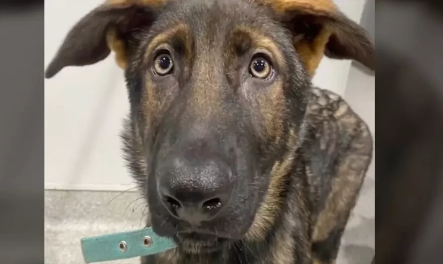 German shepherd puppy left in dumpster looks for a new forever home