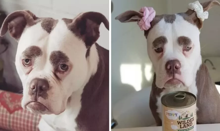 Madame Eyebrows is the dog who always appears like she’s not in the mood