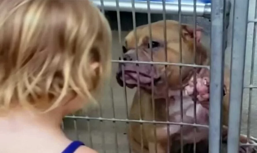 2-Year-Old Girl Goes To Shelter And Picks Sick, Shy Pit Bull Who Just Needs Love