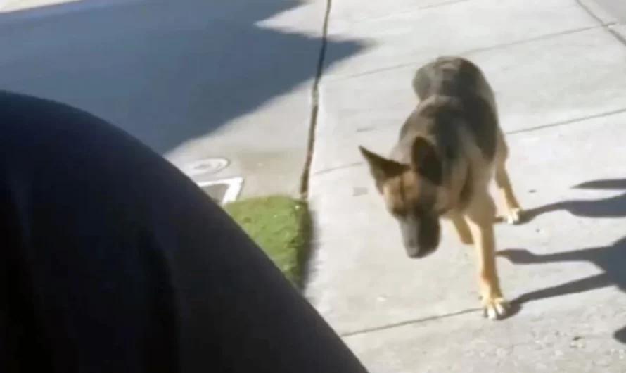 A Stray Dog Decides To Follow A Woman Home Just In Time