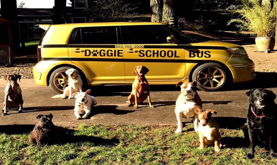 “My Dog Isn’t Lonely At Home”: Adorable Dog School Bus Picks Up Pups Every Day And Takes Them To Daycare