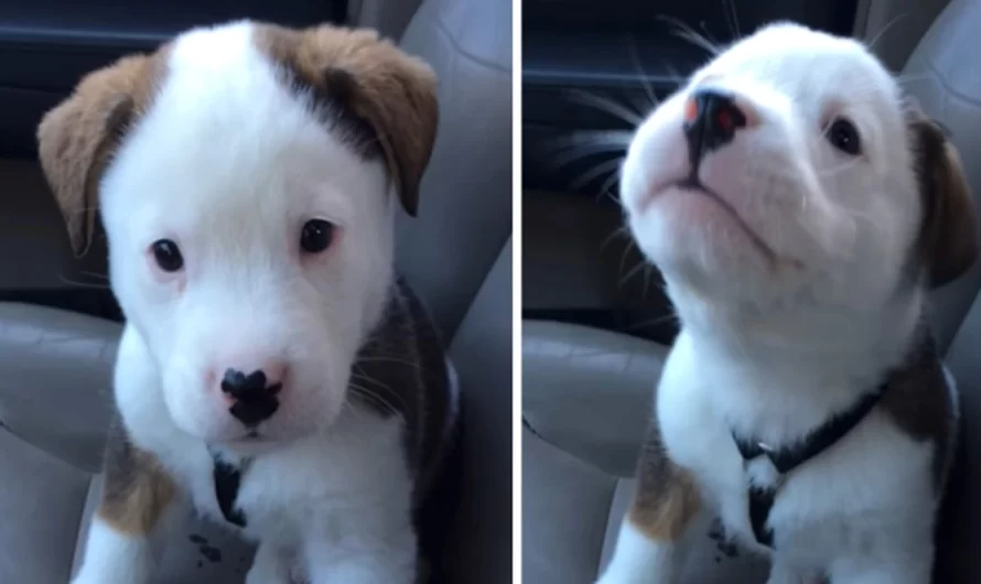 Adorable Puppy’s First Bout With Hiccups Has Him Next To Himself With Frustration