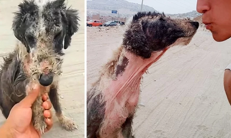 After Years Of Neglect, Puppy Kisses His Rescuer For Providing Him Belief In Humanity Again