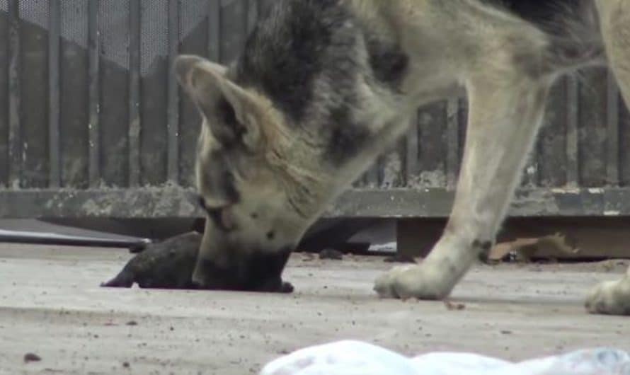 As The Stray Tried Reviving Her Child, They Closed In To Intervene