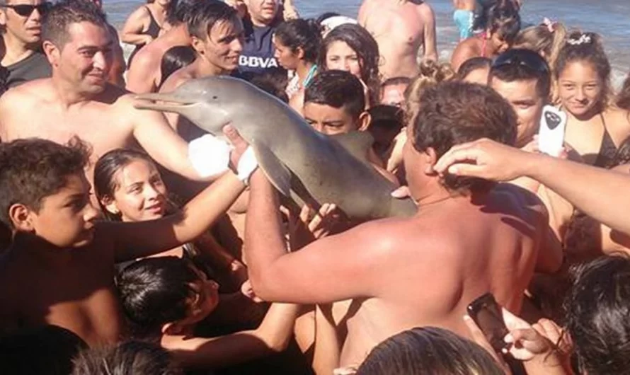 Baby Dolphin Died As Beachgoers Were Taking Selfies With It