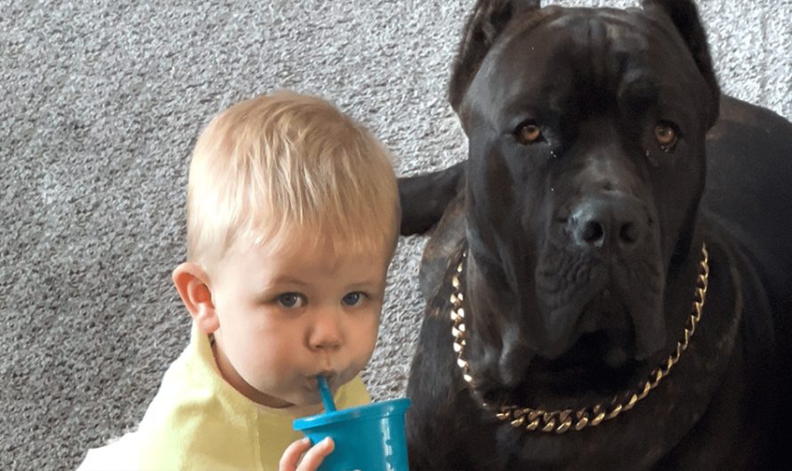 Baby Grows Up With A 125-Pound Dog By His Side