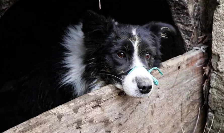 Border Collie Found In The Woods With Paws and Muzzle Tied Is Found Just In Time