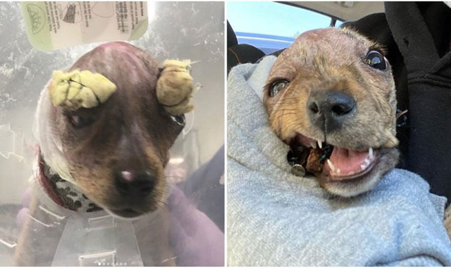 Brave Puppy Beats The Odds To Survive And Come To Be A Happy, Healthy Dog
