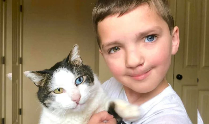 Bullied 7 Year-Old Finds Cat With Same Unusual Eye Condition And Cleft Lip, And It’s Like Destiny Exists