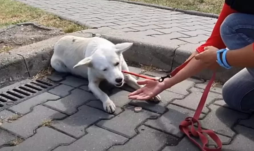 Wonderful Dog Wandered Down A Busy Street Asking Everyone For Help