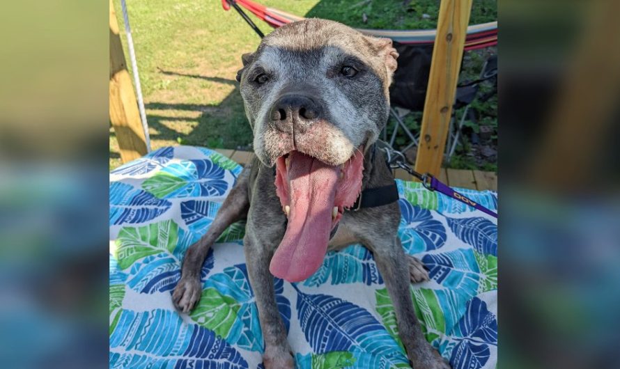 Community bands together to grant 12-year-old pitbull the possibility to live his remaining days loved