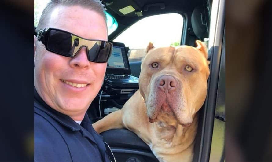 Cop reacts to call about ‘vicious’ pitbull and finds ‘sweetest’ boy waiting