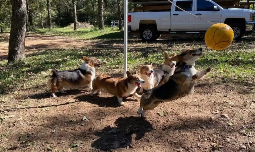 Corgis Playing A Very Intense Game Of Tetherball In Front Of The Cam