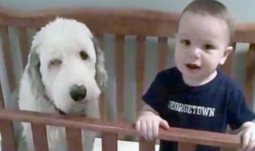 Dad Walks In And Asks The Kid About The Dog In His Crib