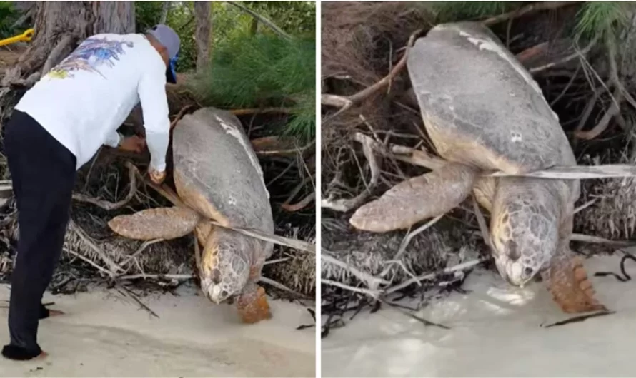 Dead Sea Turtle Is Amazingly Revived After Being Trapped On Land