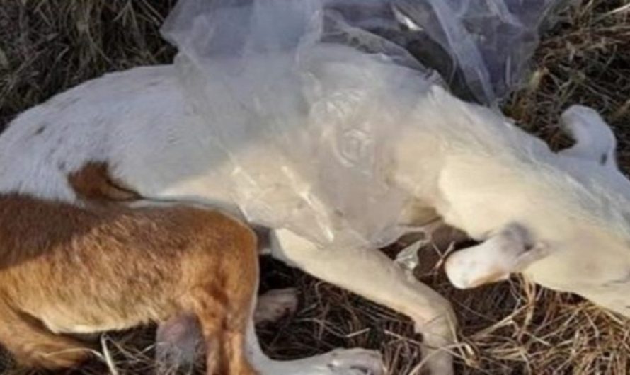 Despicable Owner Shoves Dog In Plastic Bag & Hurls Her Body From Moving Vehicle