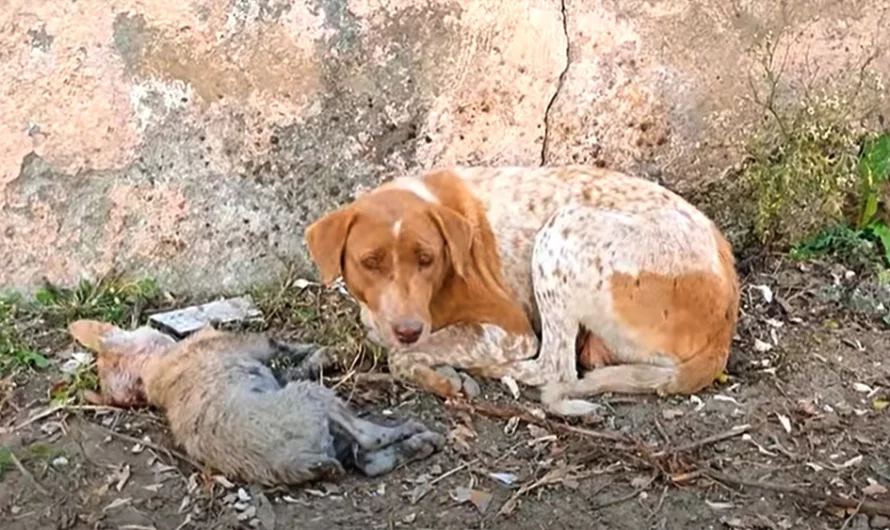 Devastated Mom Dog Asks For Help For Her Dying Puppy To Save His Life