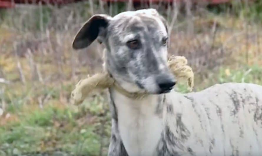 Dog Found With Broken Noose Around Her Neck Feels Love For The First Time