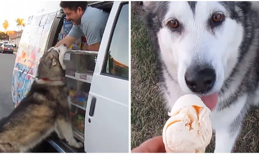 Dog Literally Yells “Ice Cream” As Ice Cream Vehicle Approaches Him