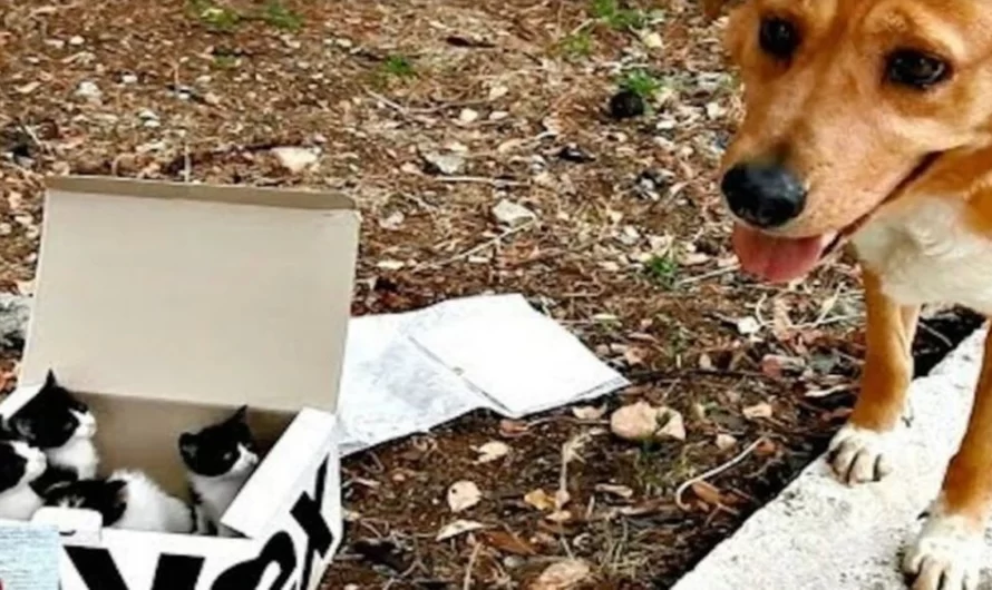Dog Locates Abandoned Kittens, Becomes The Perfect Foster Dad