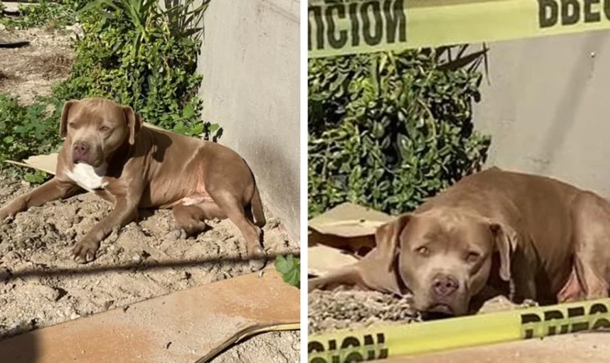 Dog Of Murdered Journalist Found Waiting Outside Her Home To Come Back