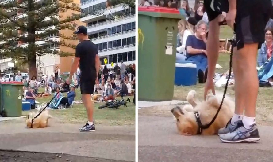 Dog Plays Dead So She Doesn’t Have To Leave The Park