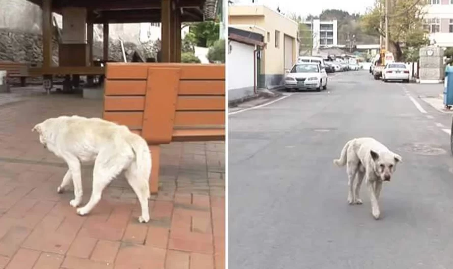 Dog Wandered Around 2 Years Looking For His Owner Despite The Fact She Passed Away