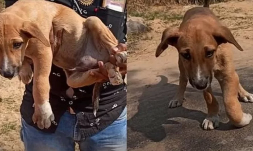 Dog With Crushed Front Paw Rescued And Put An End To His Pain