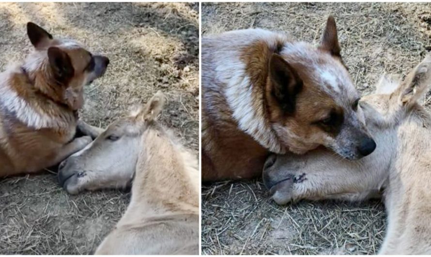 Dog comforts an orphaned, 9-day-old foal after his mom’s death, takes the horse under his wing