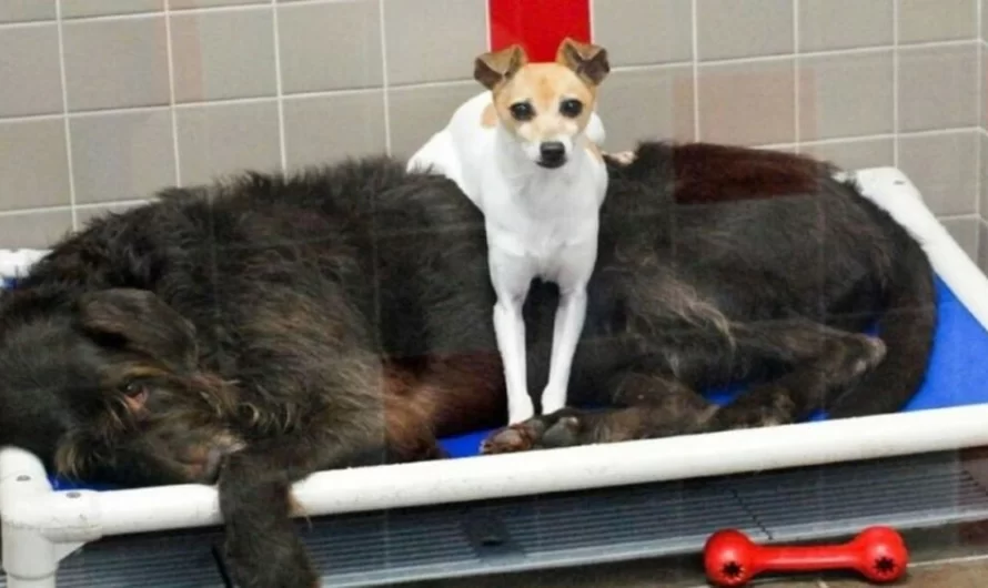 Dogs who lost their home will not stop cuddling with each other at shelter