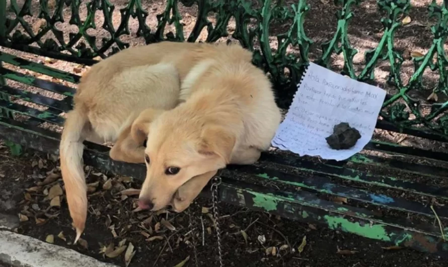 Dumped Dog Was Found With Heartbreaking Note