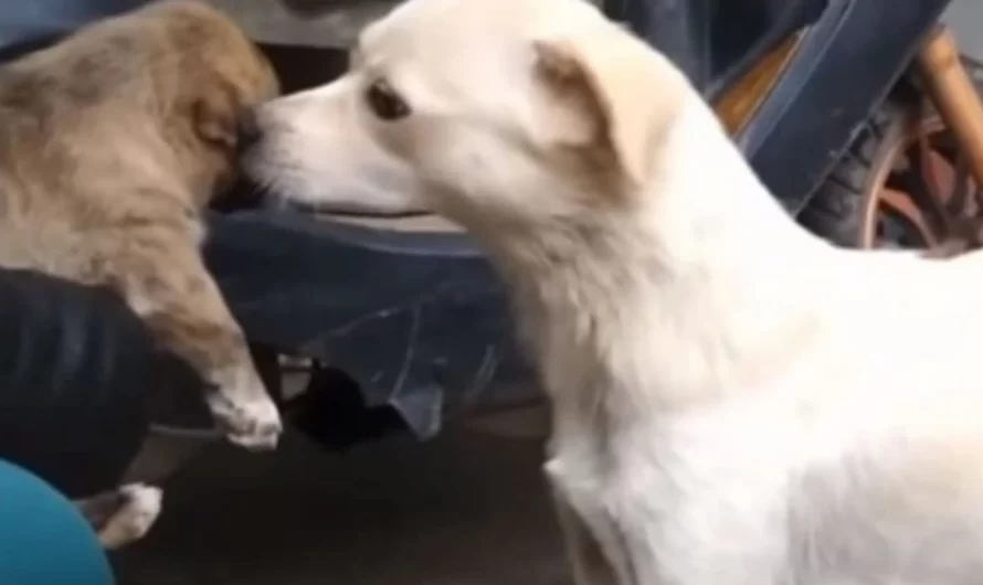 Emotional Time Sad Mom Runs Over To Kiss Her Puppy As The Puppy Gets Adopted