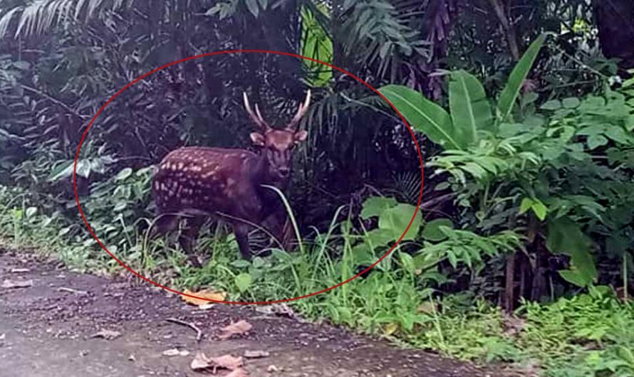 Endangered Visayan Found Deer Rarest Deer On Earth Found In The Wild