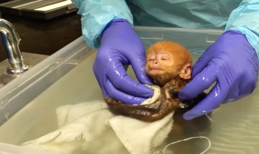 Endangered baby monkey melts 24M hearts with adorable ‘cuddles’ during first bath