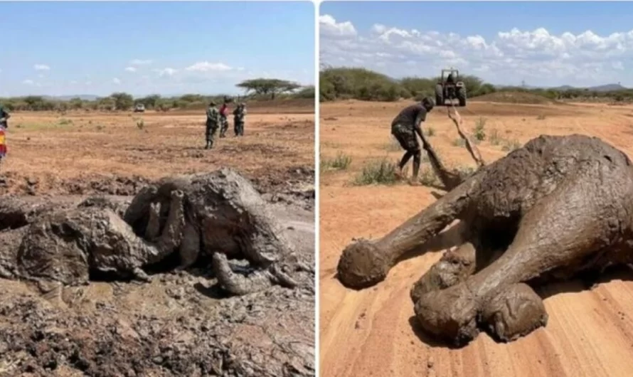 Exhausted elephants were bogged down in a mud pit and can not get out