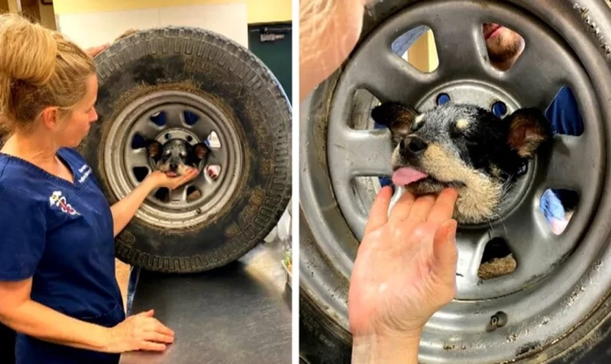 FIREFIGHTERS TRIED TO RESCUE “WHEELIE PUPPY” AFTER DOG GETS HEAD STUCK IN A TIRE