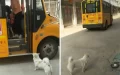 Faithful Dog Waits With His Little Girl For The Bus Daily To Make Sure She Is Safe