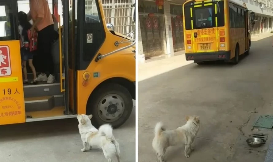 Faithful Dog Waits With His Little Girl For The Bus Daily To Make Sure She Is Safe