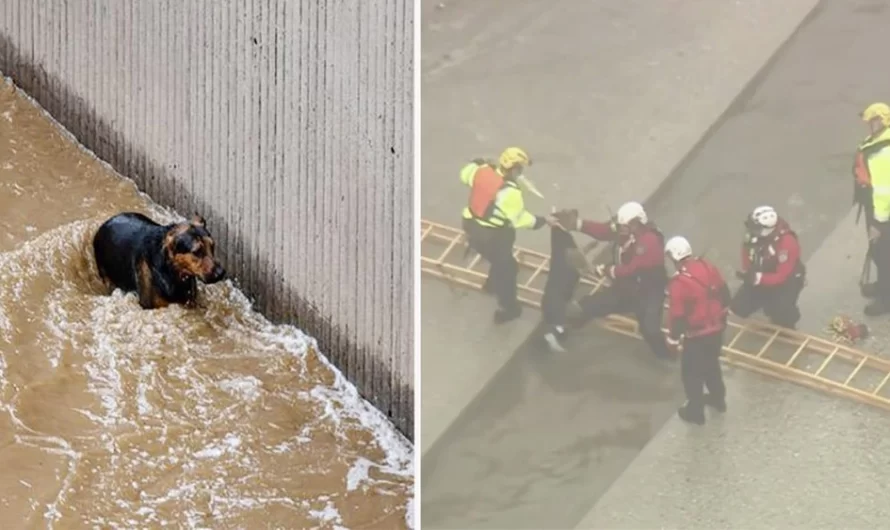 Firefighters Rescue A Dog After Being Trapped In A Strong River Current