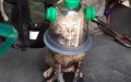 Firemen Save Unconscious Cat’s Life Using A Special Pet Oxygen Mask